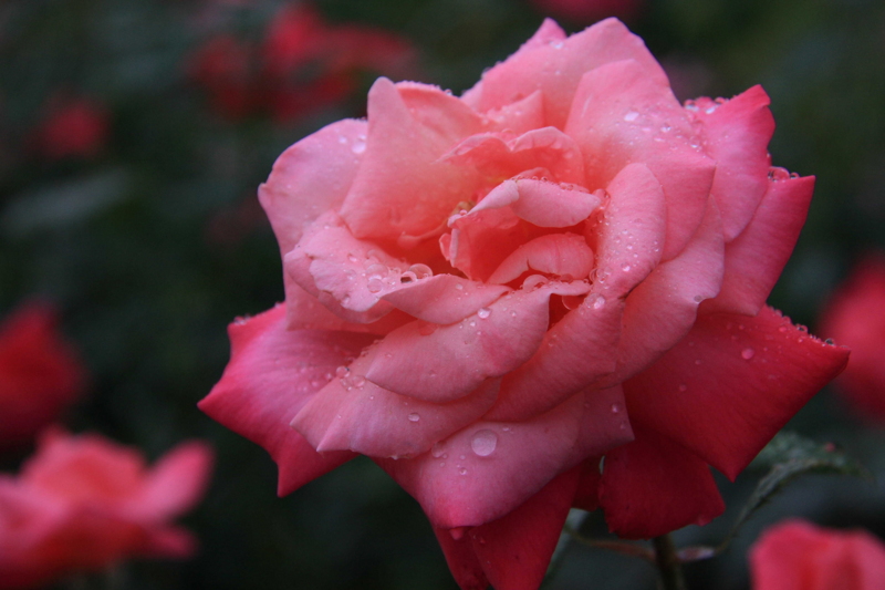 f:id:hiroshisj:20130531174019j:image