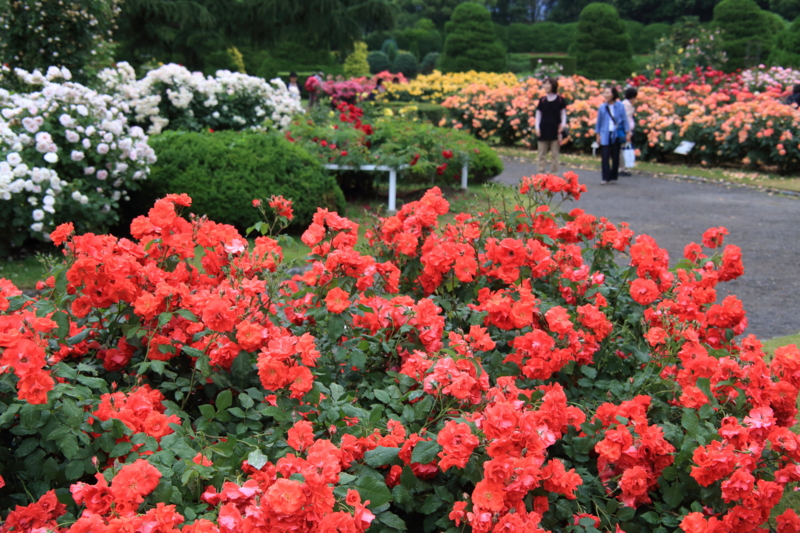 f:id:hiroshisj:20130601211048j:image