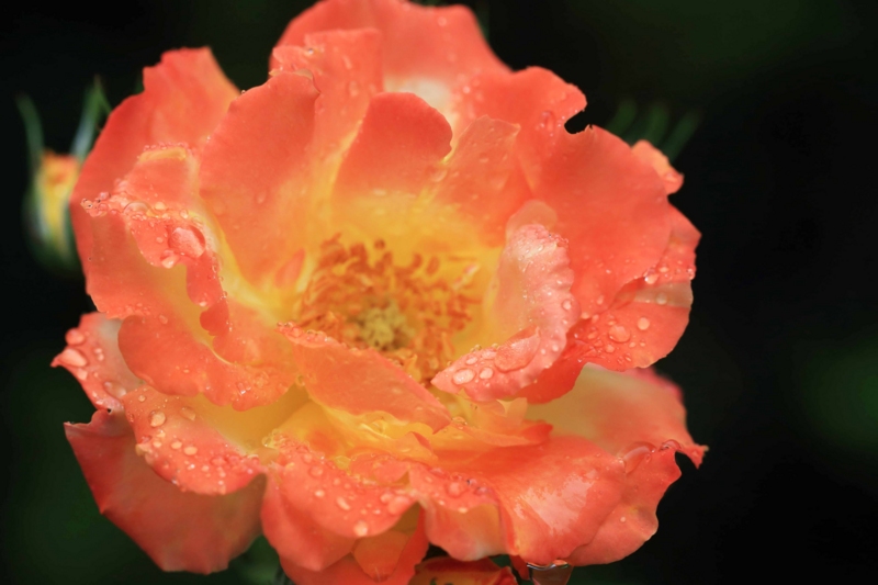 f:id:hiroshisj:20130601211113j:image