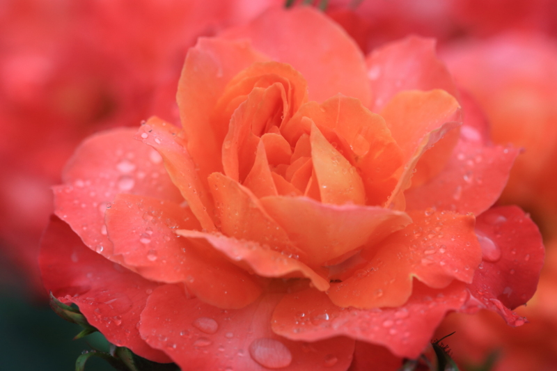 f:id:hiroshisj:20130601211222j:image