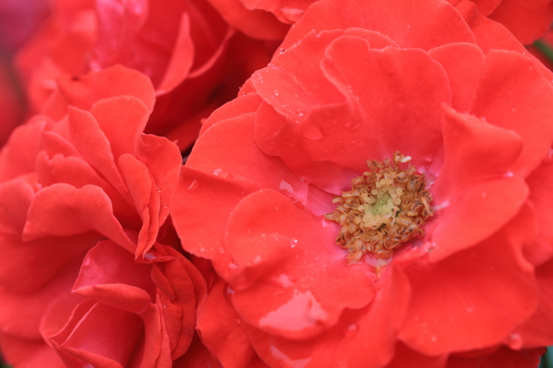 f:id:hiroshisj:20130601211330j:image