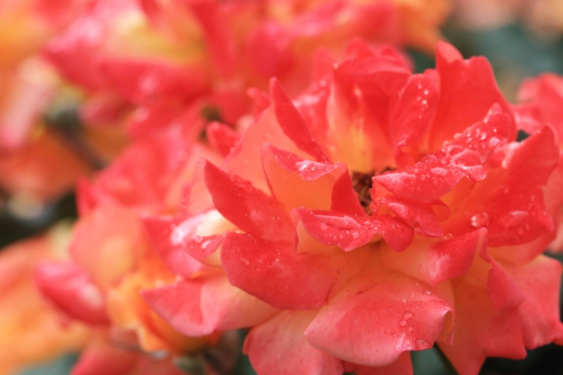 f:id:hiroshisj:20130601211623j:image