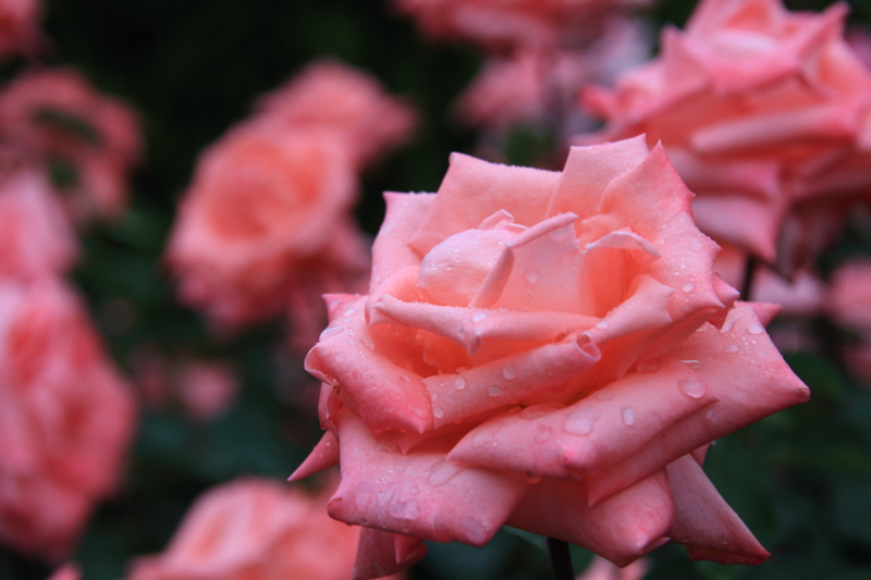 f:id:hiroshisj:20130601211647j:image