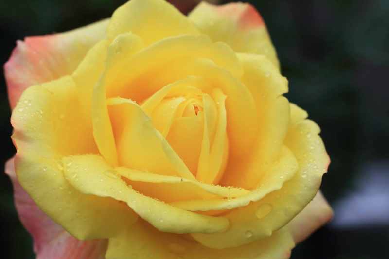 f:id:hiroshisj:20130601211713j:image
