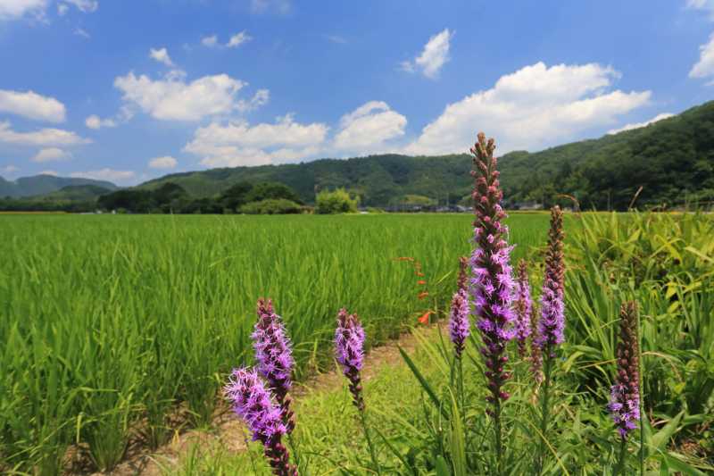 f:id:hiroshisj:20130804150159j:image