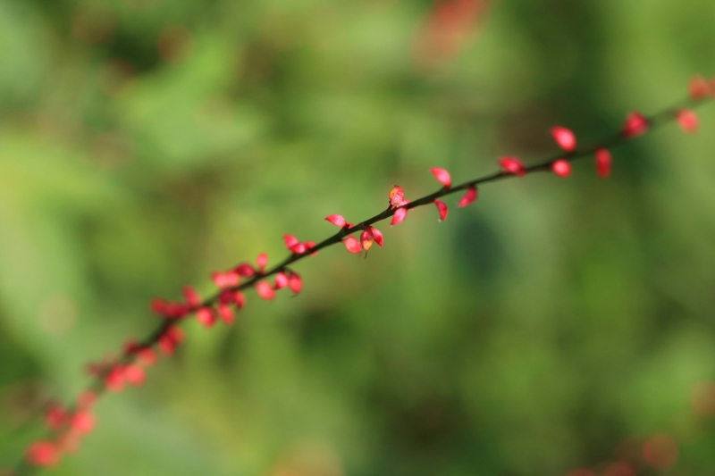 f:id:hiroshisj:20130914172508j:image