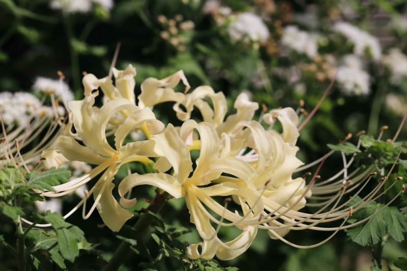 f:id:hiroshisj:20130921171536j:image