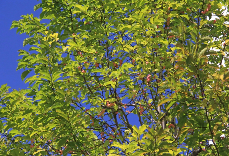 f:id:hiroshisj:20130921172010j:image