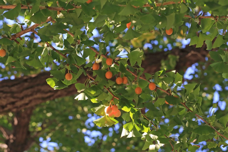 f:id:hiroshisj:20130921172137j:image