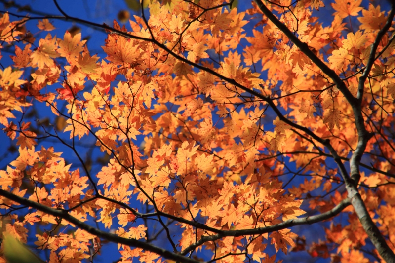 f:id:hiroshisj:20131102173706j:image