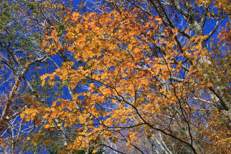 f:id:hiroshisj:20131102173733j:image