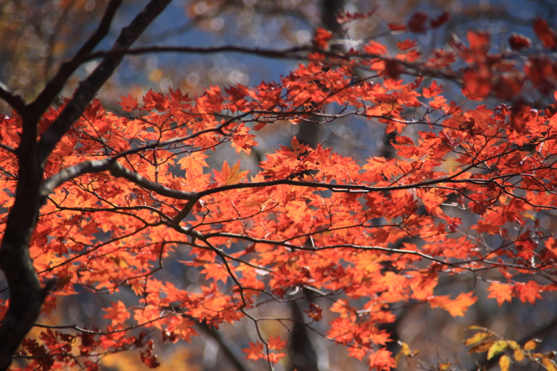 f:id:hiroshisj:20131102173801j:image