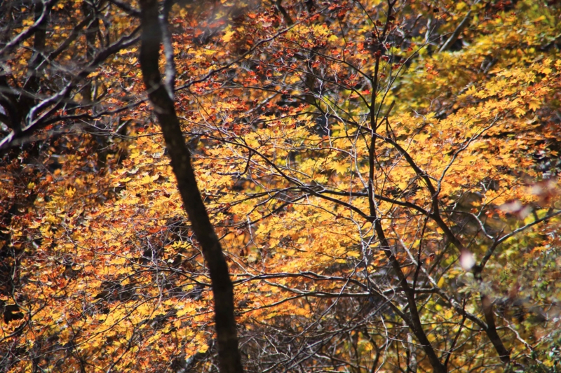 f:id:hiroshisj:20131102173832j:image