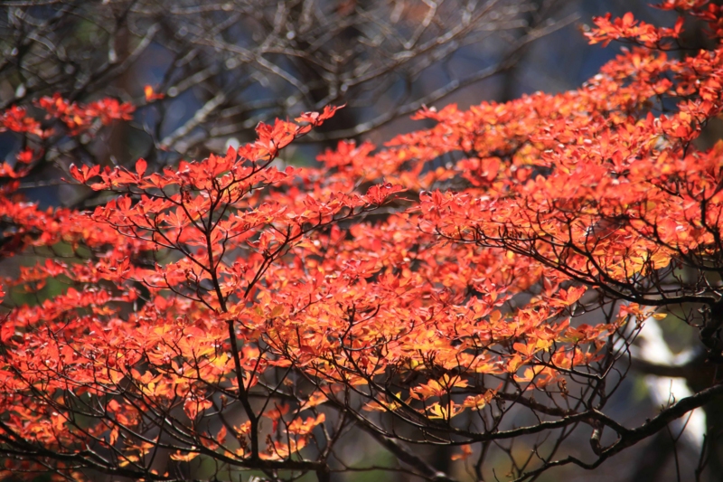 f:id:hiroshisj:20131102174708j:image