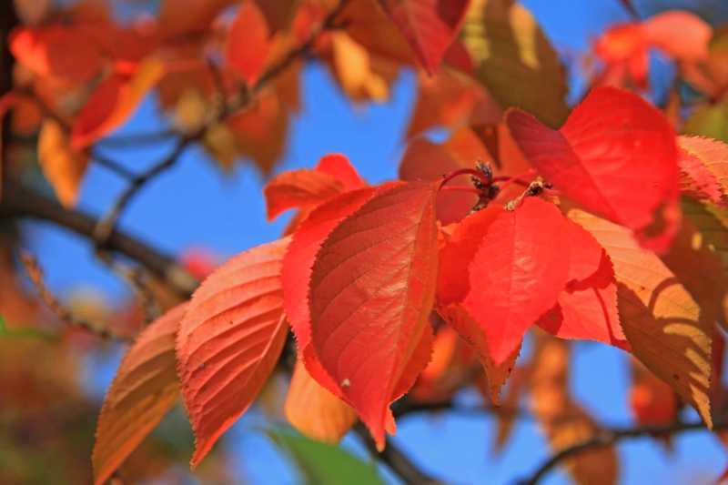 f:id:hiroshisj:20131106124039j:image