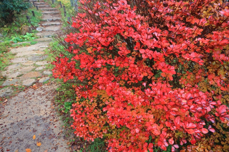 f:id:hiroshisj:20131109194754j:image