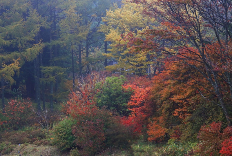 f:id:hiroshisj:20131109194822j:image