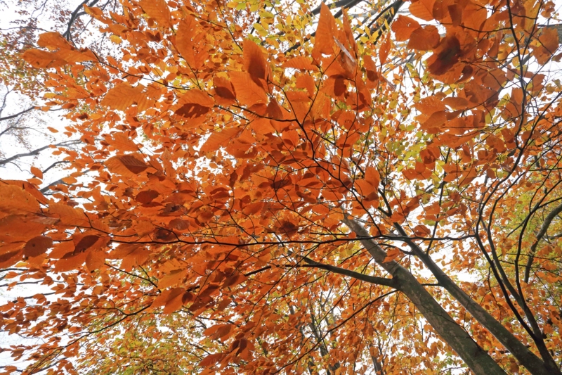 f:id:hiroshisj:20131109194913j:image