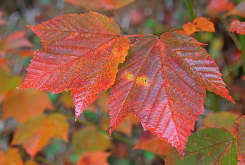 f:id:hiroshisj:20131109194941j:image