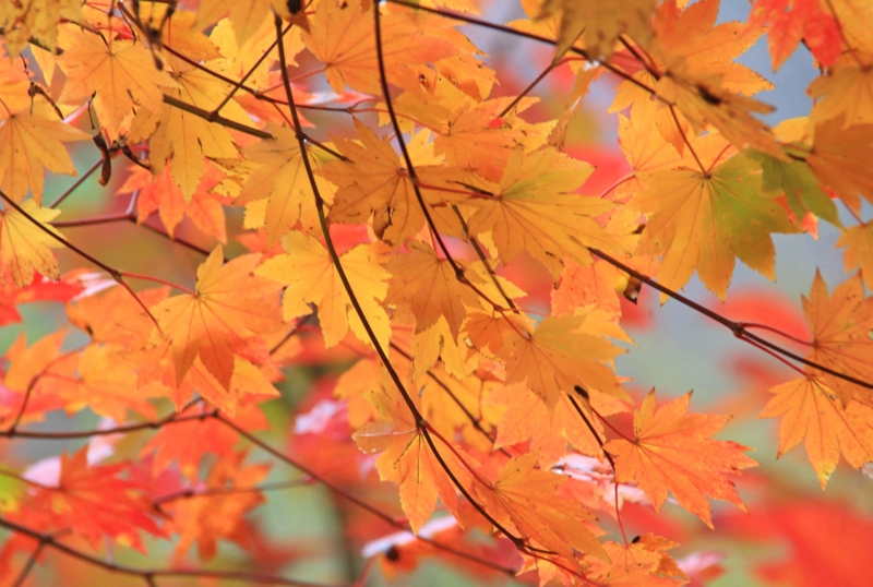 f:id:hiroshisj:20131109195004j:image