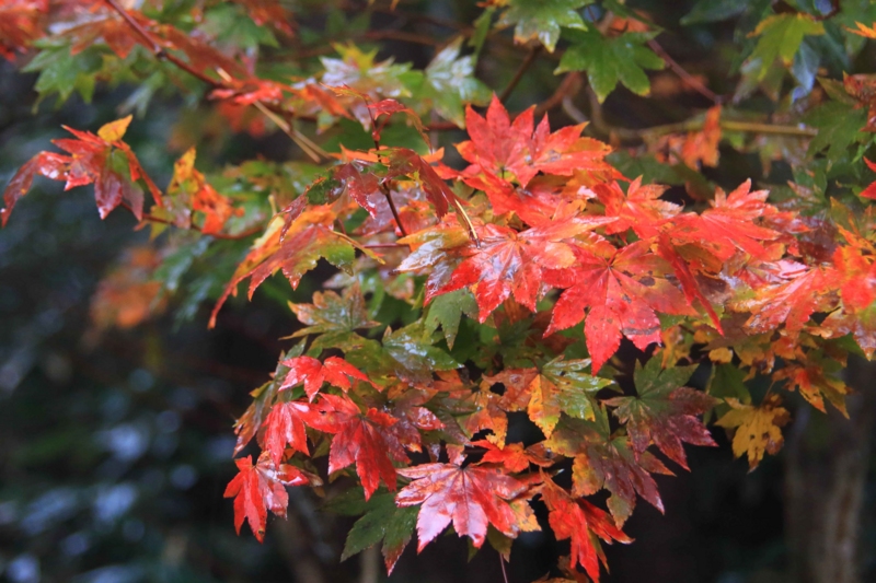 f:id:hiroshisj:20131109195026j:image