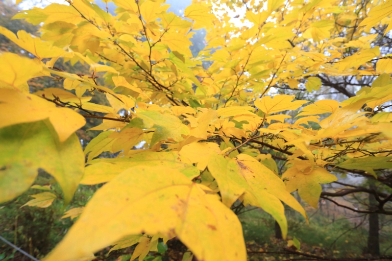 f:id:hiroshisj:20131109195052j:image