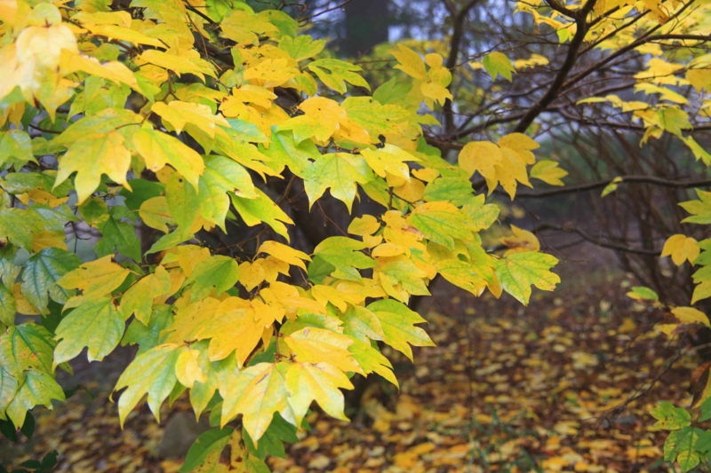 f:id:hiroshisj:20131109195119j:image