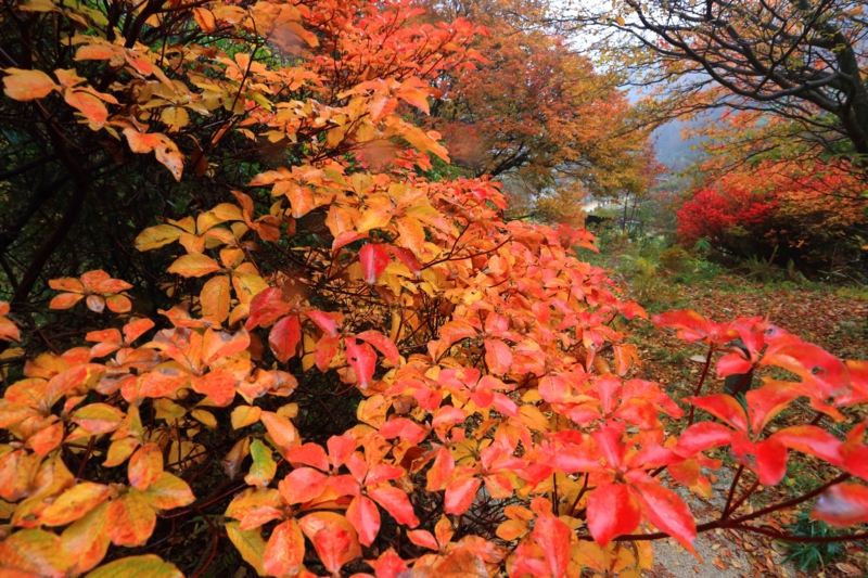 f:id:hiroshisj:20131109195145j:image