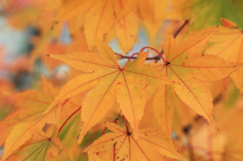 f:id:hiroshisj:20131109201423j:image
