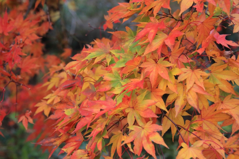 f:id:hiroshisj:20131109201448j:image