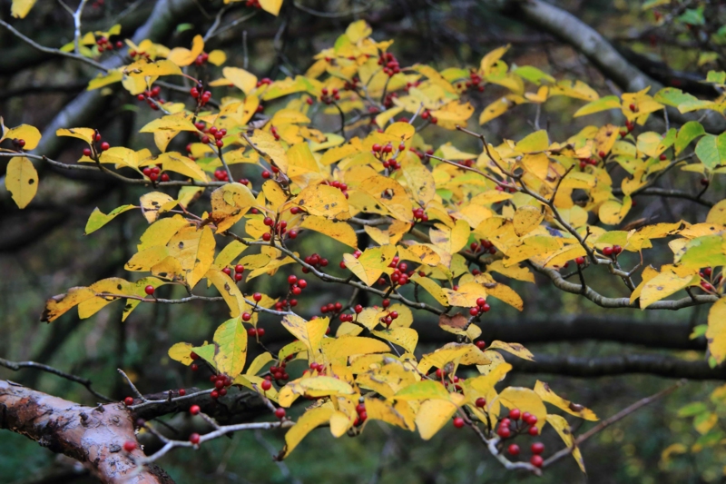 f:id:hiroshisj:20131109201514j:image