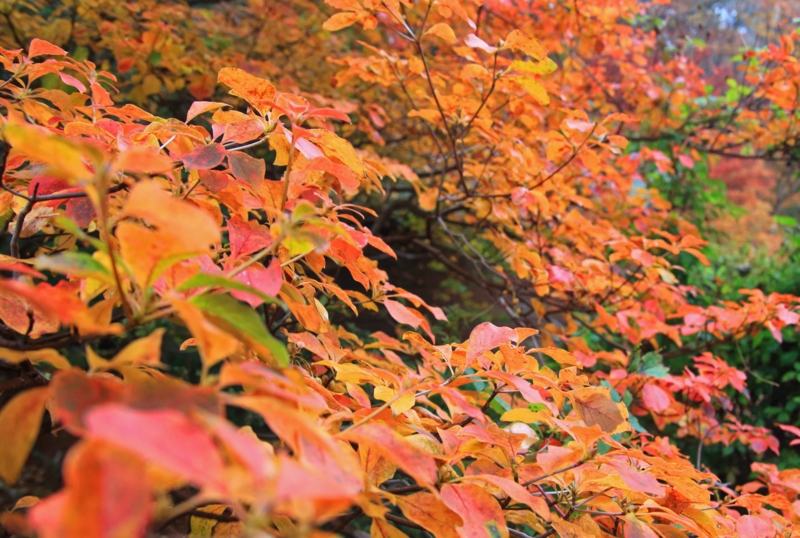 f:id:hiroshisj:20131109201540j:image