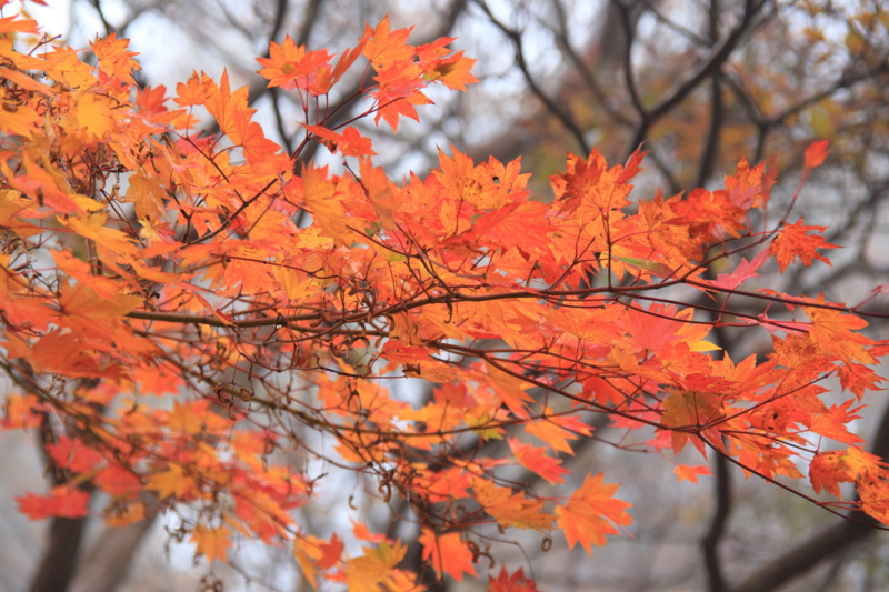 f:id:hiroshisj:20131109201726j:image