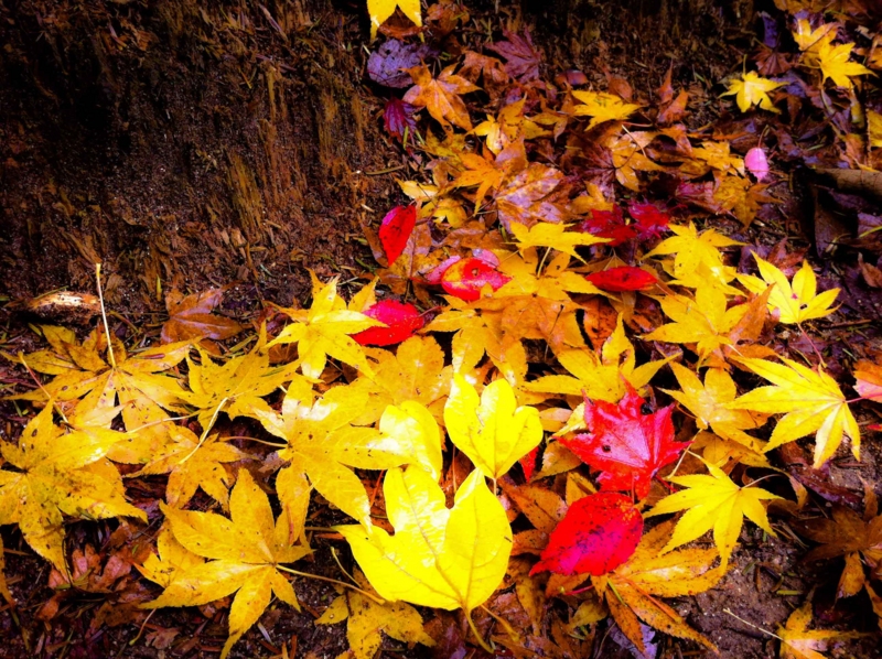 f:id:hiroshisj:20131109204704j:image