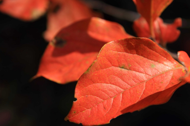 f:id:hiroshisj:20131110170911j:image