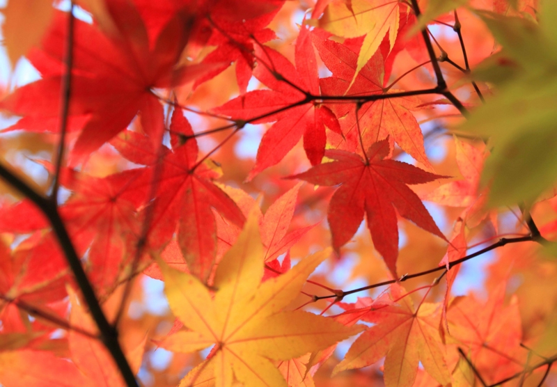 f:id:hiroshisj:20131117105514j:image