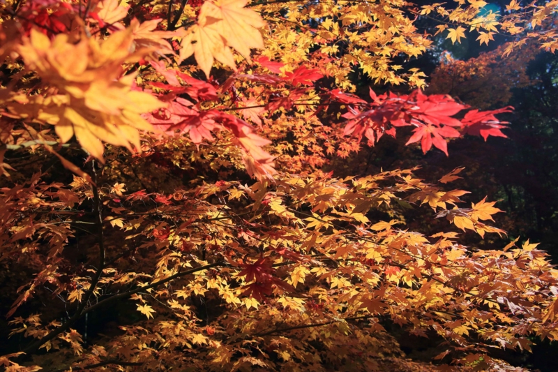 f:id:hiroshisj:20131126172503j:image