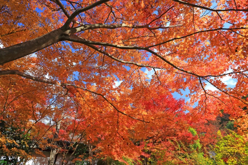 f:id:hiroshisj:20131126172600j:image