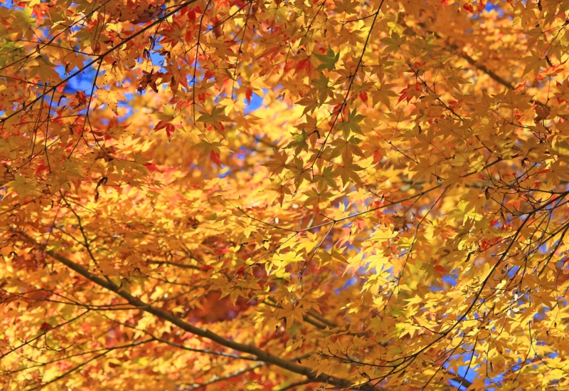 f:id:hiroshisj:20131126172724j:image