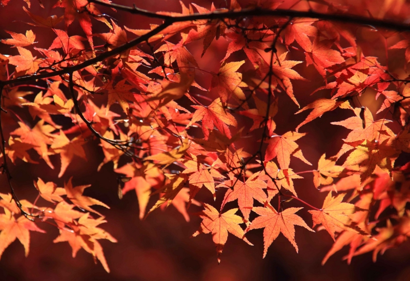 f:id:hiroshisj:20131126172848j:image