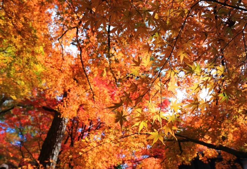f:id:hiroshisj:20131126172917j:image