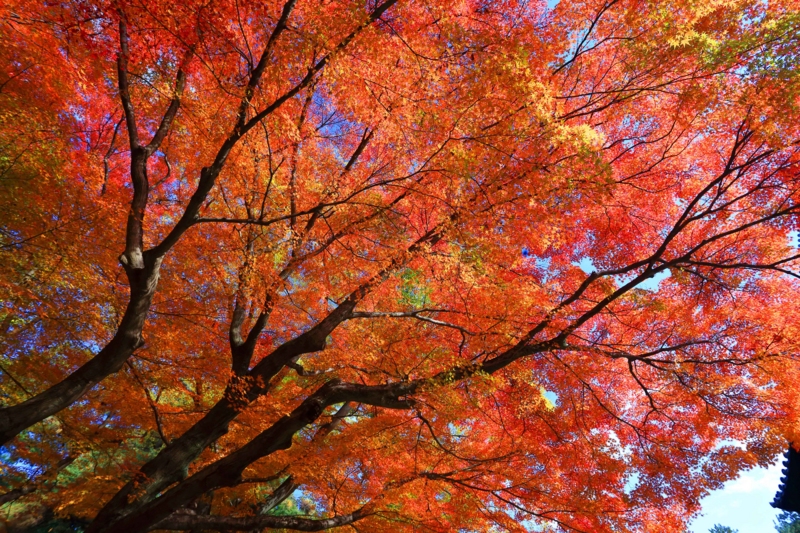 f:id:hiroshisj:20131126173543j:image
