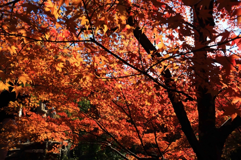 f:id:hiroshisj:20131126174743j:image