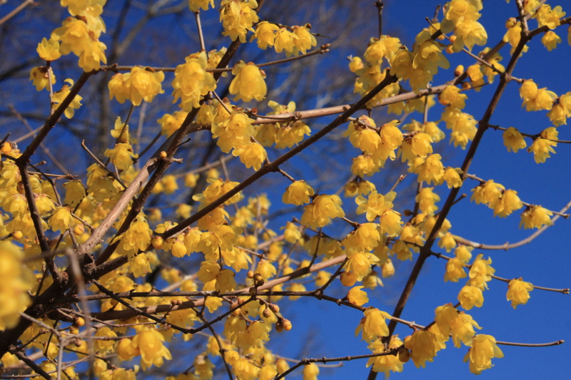 f:id:hiroshisj:20140112175709j:image