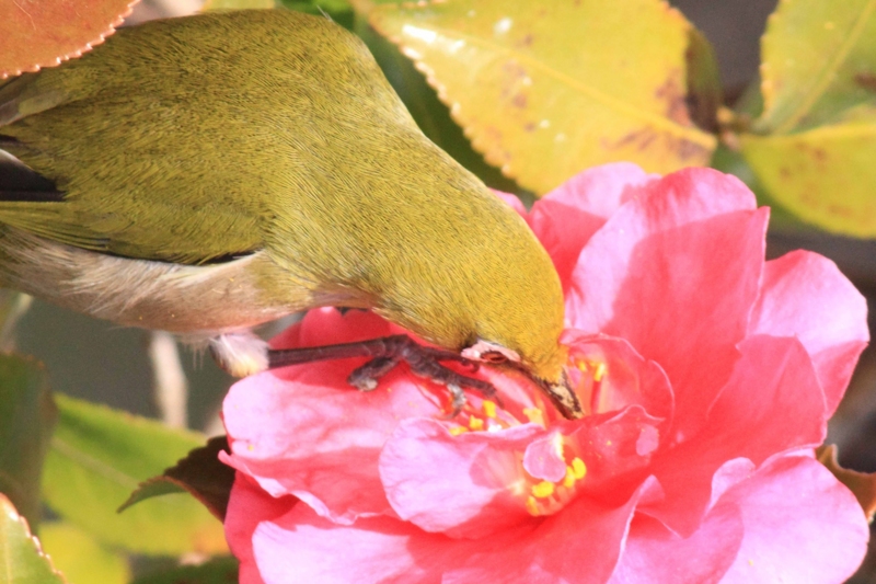 f:id:hiroshisj:20140304145702j:image