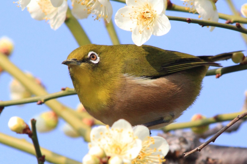 f:id:hiroshisj:20140304145720j:image