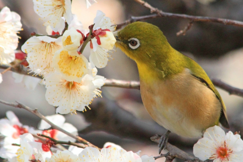 f:id:hiroshisj:20140304145738j:image