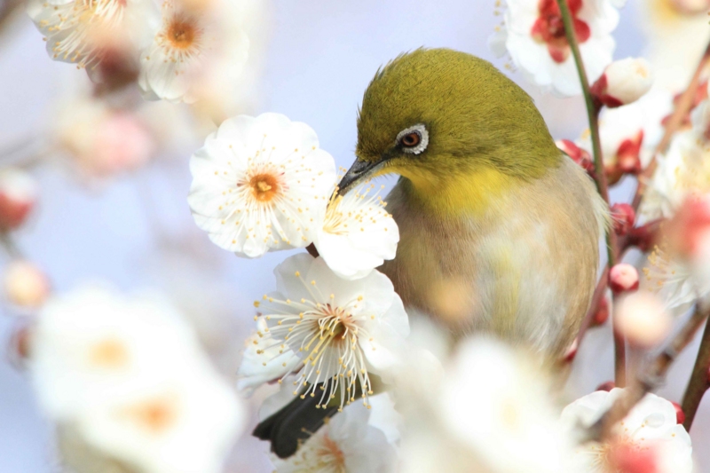 f:id:hiroshisj:20140304145756j:image