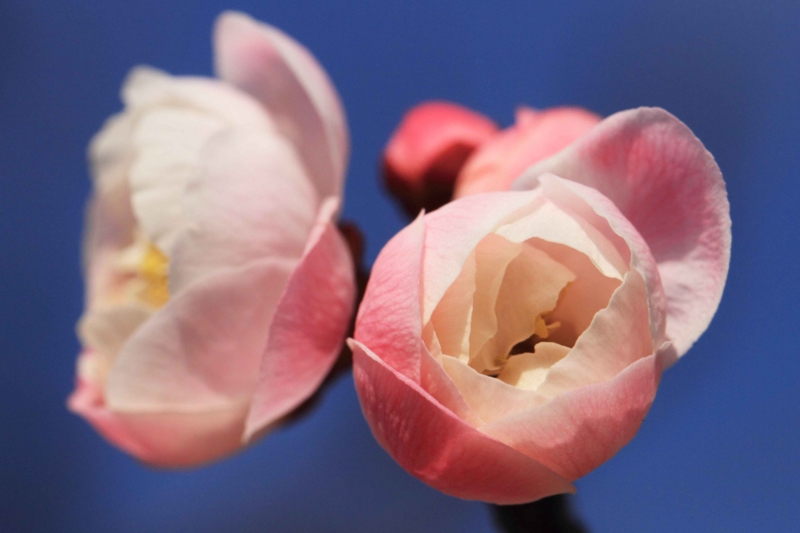 f:id:hiroshisj:20140304175117j:image