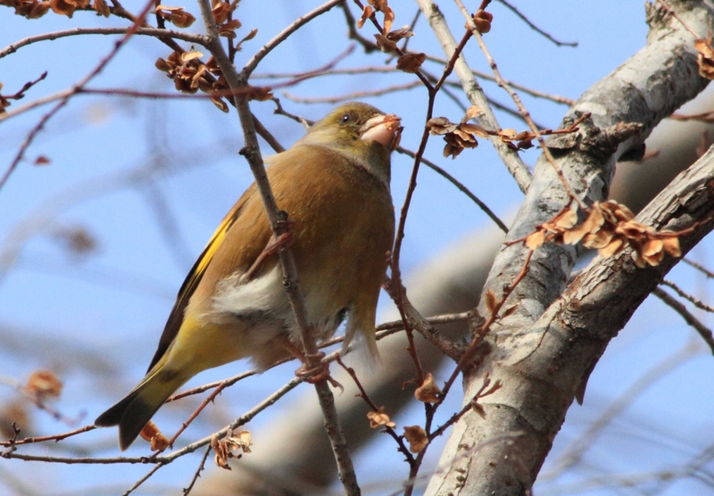 f:id:hiroshisj:20140304175234j:image